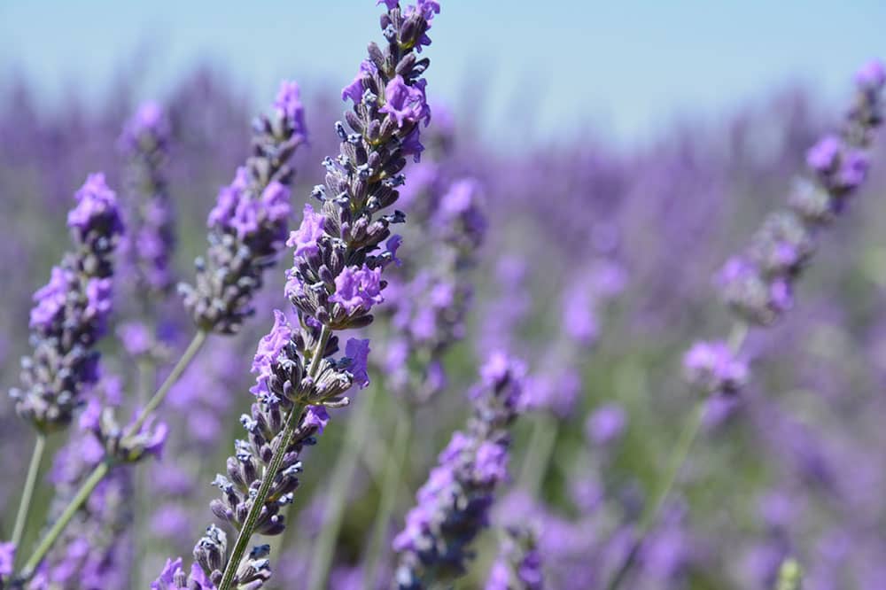 Campi di lavanda in Provenza - Tour Provenza e campi di lavanda - Viaggio di gruppo Perusia Viaggi